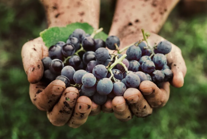 ענבים יין
