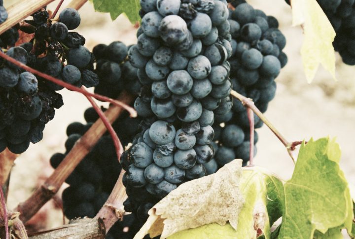 יין וענבים