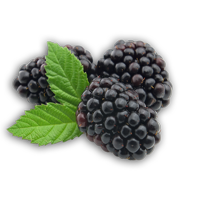 פטל שחור ארומה יין