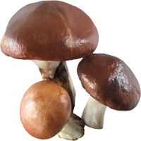 פטריות ארומות יין