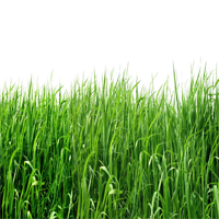 דשא ארומה יין