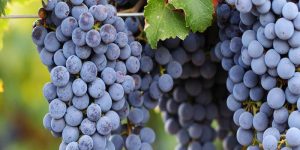 קברנה סוביניון