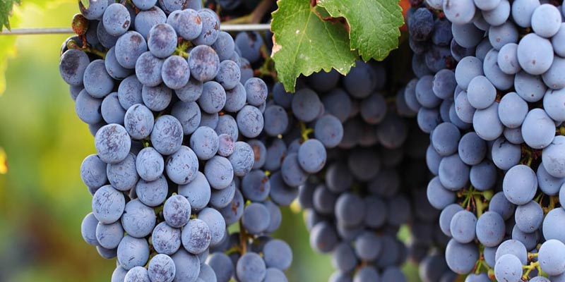 קברנה סוביניון