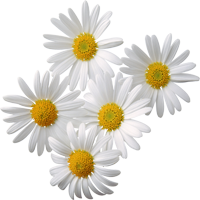 קמומיל ארומות יין