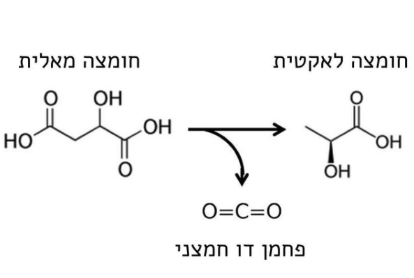 תסיסה מלולקטית
